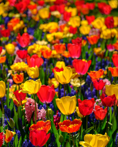 Brightly coloured tulips photographed in Lisse  South Holland  Netherlands.