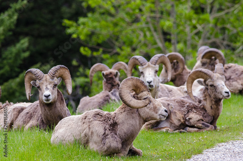 Bighorn sheep - (Ovis canadensis) a hurd of sheep sitting on grass photo