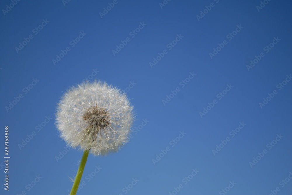 Blowball Blowball