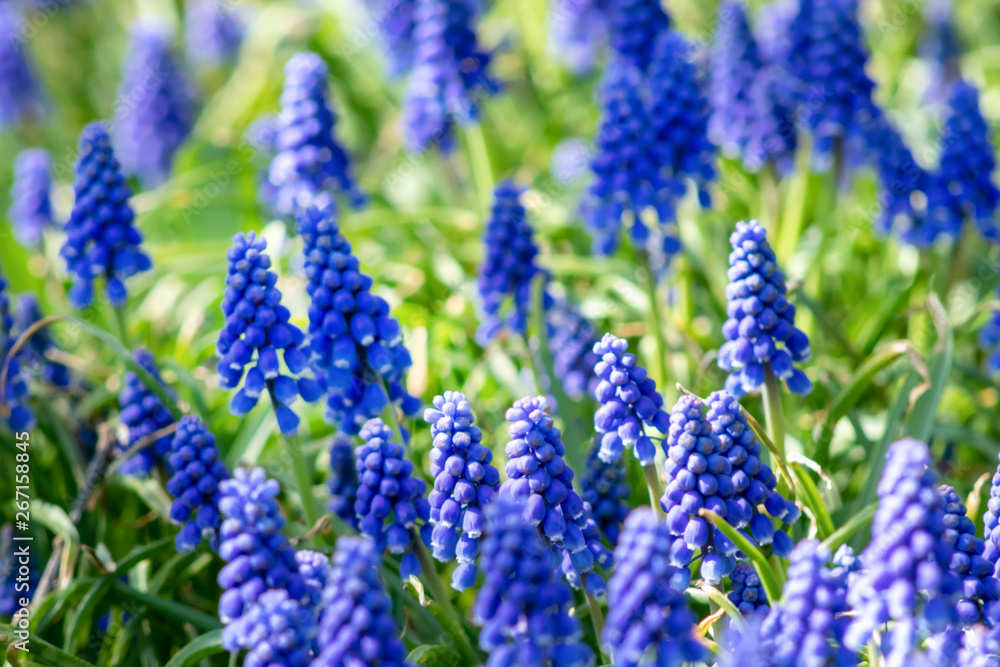 Muscari flowers, Muscari armeniacum, Grape Hyacinths spring flowers blooming in april and may. Muscari armeniacum plant with blue flowers Muscari flowers, Muscari armeniacum, Grape Hyacinths spring flowers blooming in april and may. Muscari armeniacum plant with blue flowers