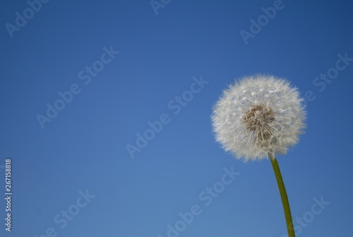 Wallpaper Mural Blowball Torontodigital.ca