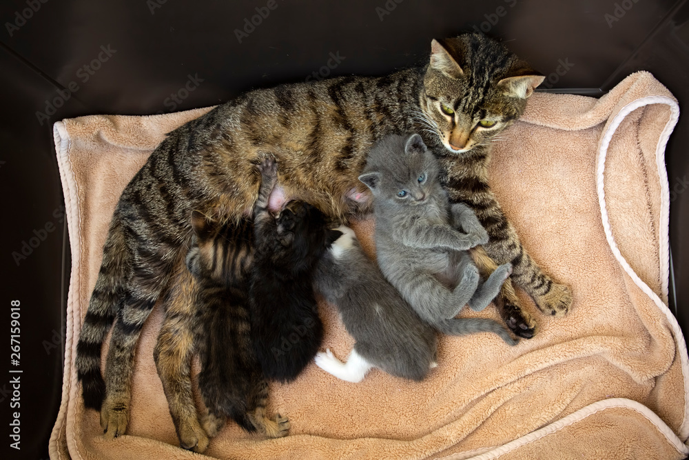 Pet animal; baby cats and mother cat