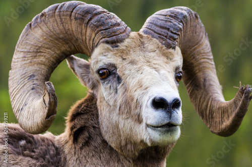 Bighorn sheep - (Ovis canadensis)  close up of horns and head and looking at the camera © peter
