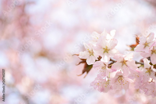桜の花咲く時期