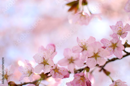 春の花　 © ジョニー