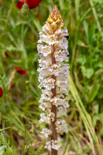 Wild endemic flower; Orobanche plant in nature photo