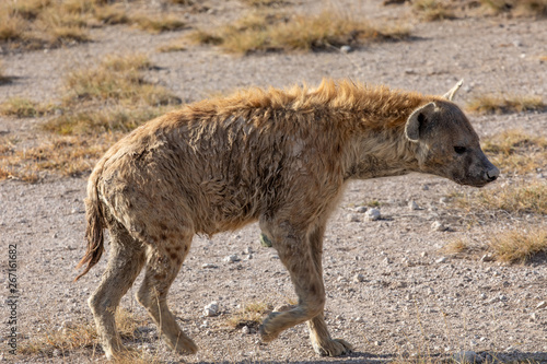 Hyena On the Prowl, Amboseli National Park, Kenya