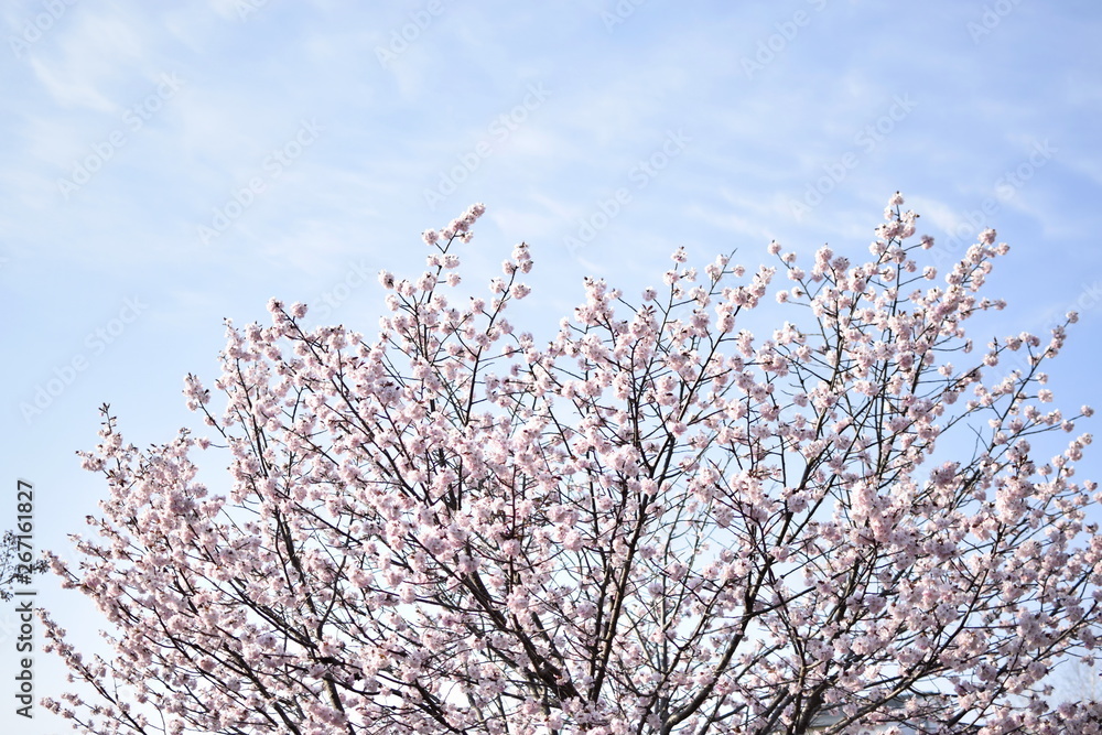 桜満開の日