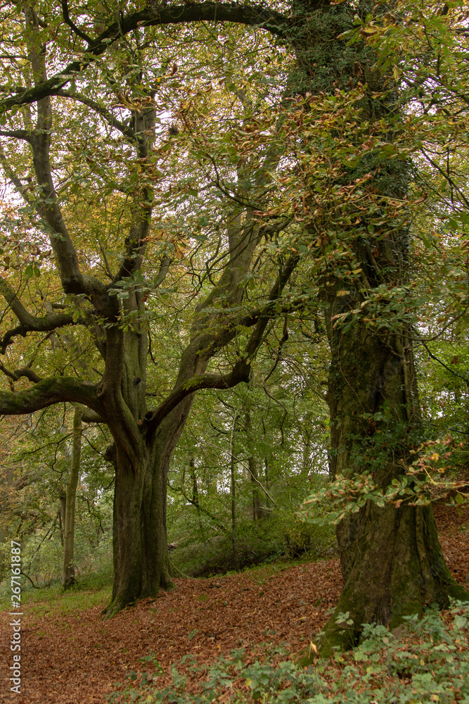 Fototapeta premium trees in the park