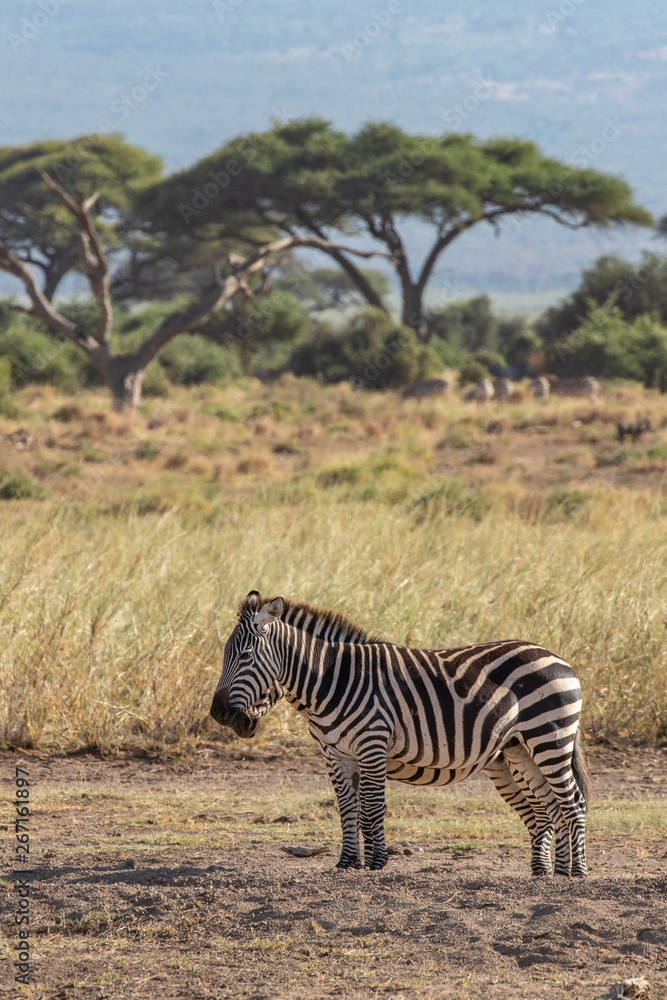 Obraz premium Two Zebra Resting in Amboseli National Park, Kenya