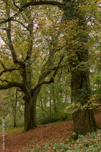 trees in the park