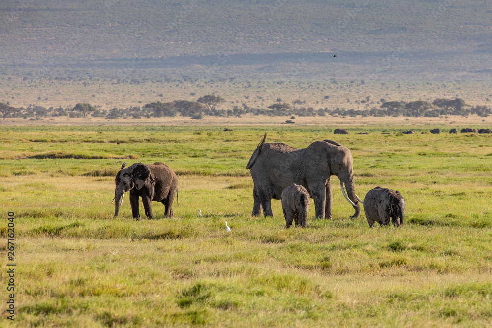 An Elephant Family in Amboseli National Park, Kenya, Africa