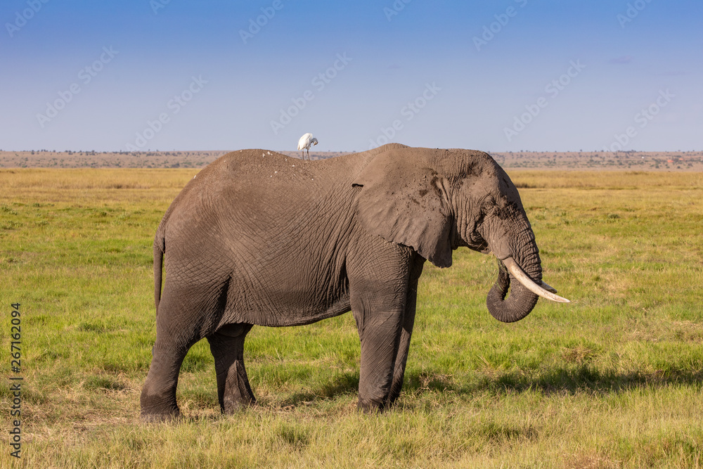 Large Elephant Cow With an Oxpecker on Her Back, Amboseli National Park, Kenya