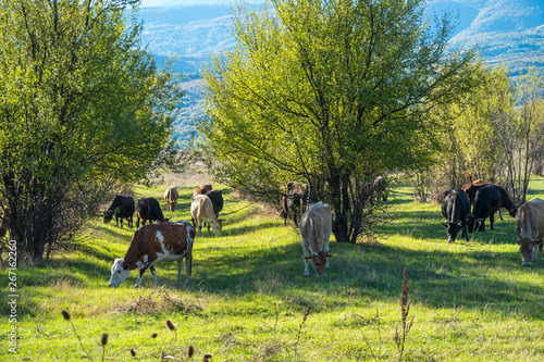 Cows grazing on a fresh green pasture © k_samurkas
