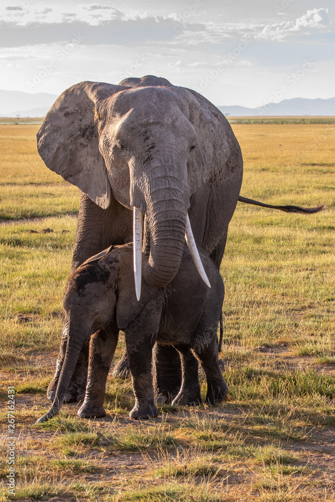 Fototapeta premium Elephant Mom and Calf in Amboseli National Park