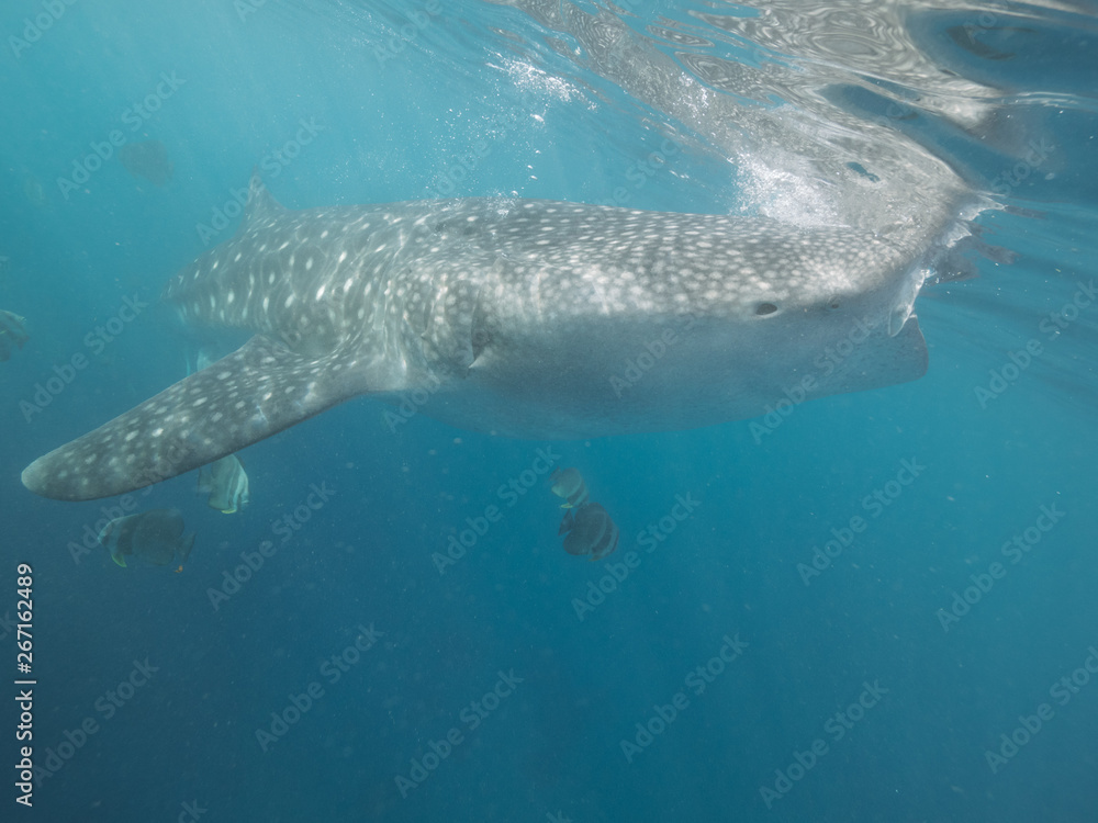 Whale shark swimming in blue sea underwater photography. Wild whale shark in open ocean water. Wild animal and marine life. Underwater world.