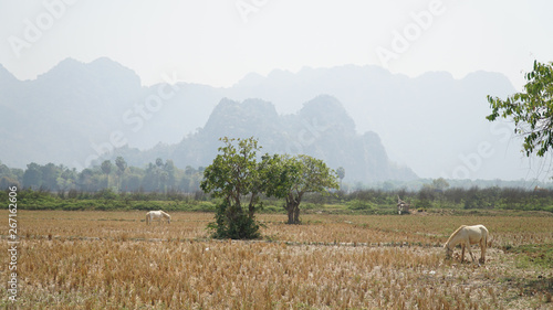 Kyaut Ka Latt Pagoda in a dry mountain landscape near Hpa-An, Burma, Myanmar.  photo