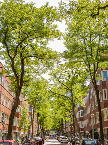 Wallpaper Mural A tree-lined street in Amsterdam, the Netherlands Torontodigital.ca