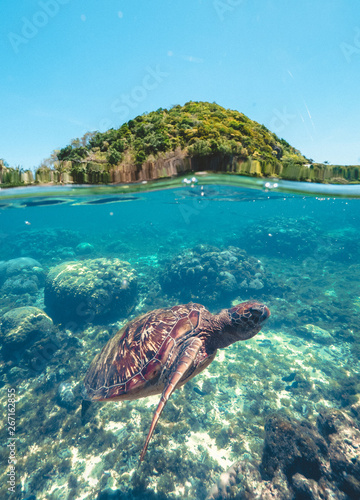 Swimming turtle in blue sea water on background green hill and coral reef waterline view. Beautiful sea turtle swimming underwater. Apo Island, Philippines.