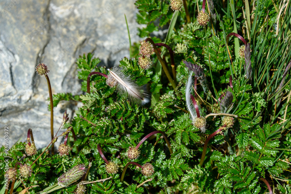 Penguin feathers caught in a plant with a rock in the background Penguin feathers caught in a plant with a rock in the background