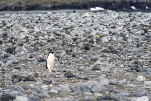 Adelie Penguin walking down the rocky beach alone, South Shetland Islands, Antarctica