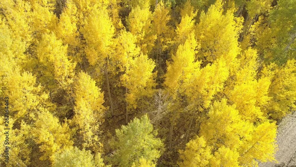 Aerial Reveal of Yellow Aspen Grove in Autumn Aerial Reveal of Yellow Aspen Grove in Autumn