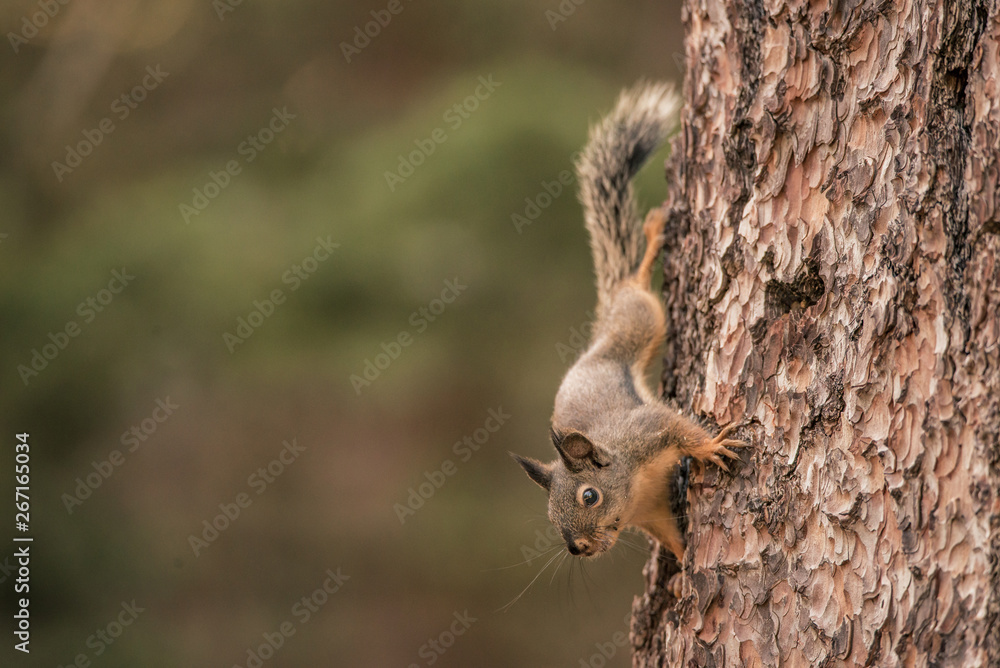 Douglas Squirrel on a pine tree Douglas Squirrel on a pine tree