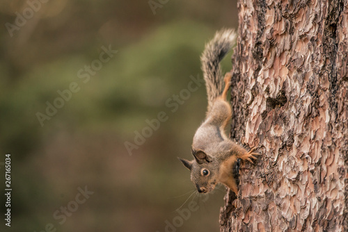 Douglas Squirrel on a pine tree