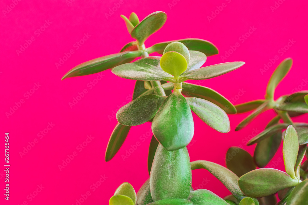 Potted jade plant money tree on painted fuchsia pink wall background. Fresh green vibrant leaves. Room plants interior decoration urban jungle gardening concept Potted jade plant money tree on painted fuchsia pink wall background. Fresh green vibrant leaves. Room plants interior decoration urban jungle gardening concept