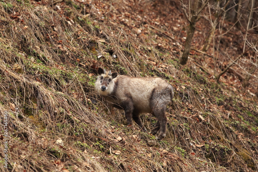 Naklejka premium ニホンカモシカ