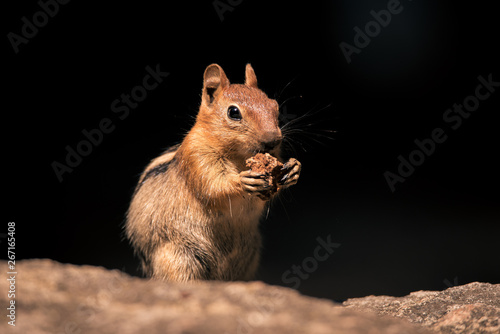 California Chipmunk (Neotamias obscurus) eating a nut photo