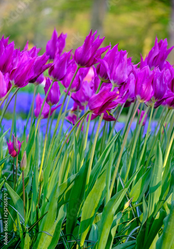 Brightly coloured tulips photographed in Lisse  South Holland  Netherlands.