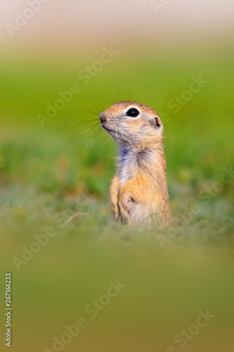 Cute animal. European Ground Squirrel. Green nature background. European Sousl Spermophilus citellus.