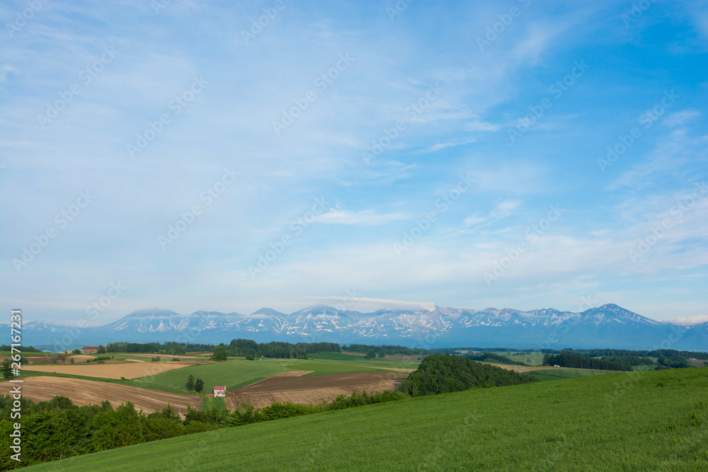 Obraz premium 初夏の畑作地帯 美瑛町