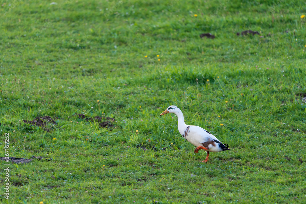 Obraz premium Ente in der Wiese