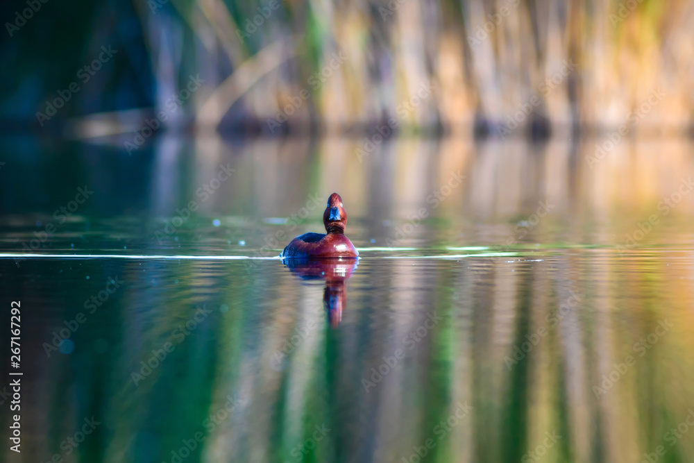 Swimming duck. Natural lake habitat background. Bird: Ferruginous Duck. Aythya nyroca. Swimming duck. Natural lake habitat background. Bird: Ferruginous Duck. Aythya nyroca.