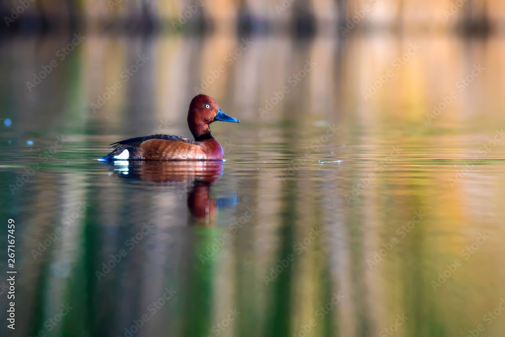 Swimming duck. Natural lake habitat background. Bird: Ferruginous Duck. Aythya nyroca. Swimming duck. Natural lake habitat background. Bird: Ferruginous Duck. Aythya nyroca.
