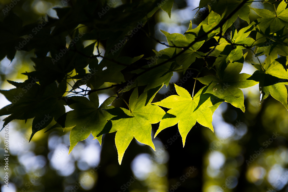 Obraz premium 太陽の光を浴びる新緑の葉