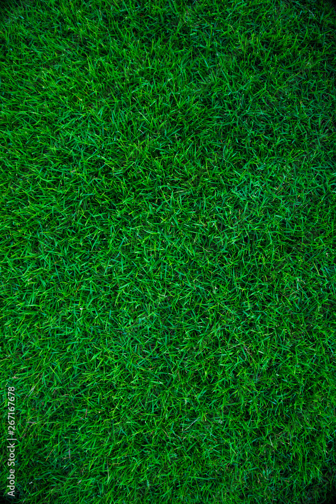 Green grass nature texture