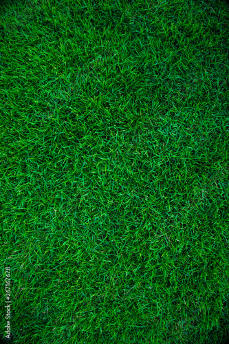 Green grass nature texture