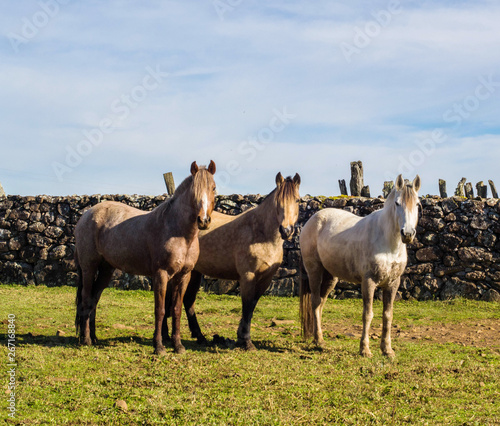 herd of horses in a field