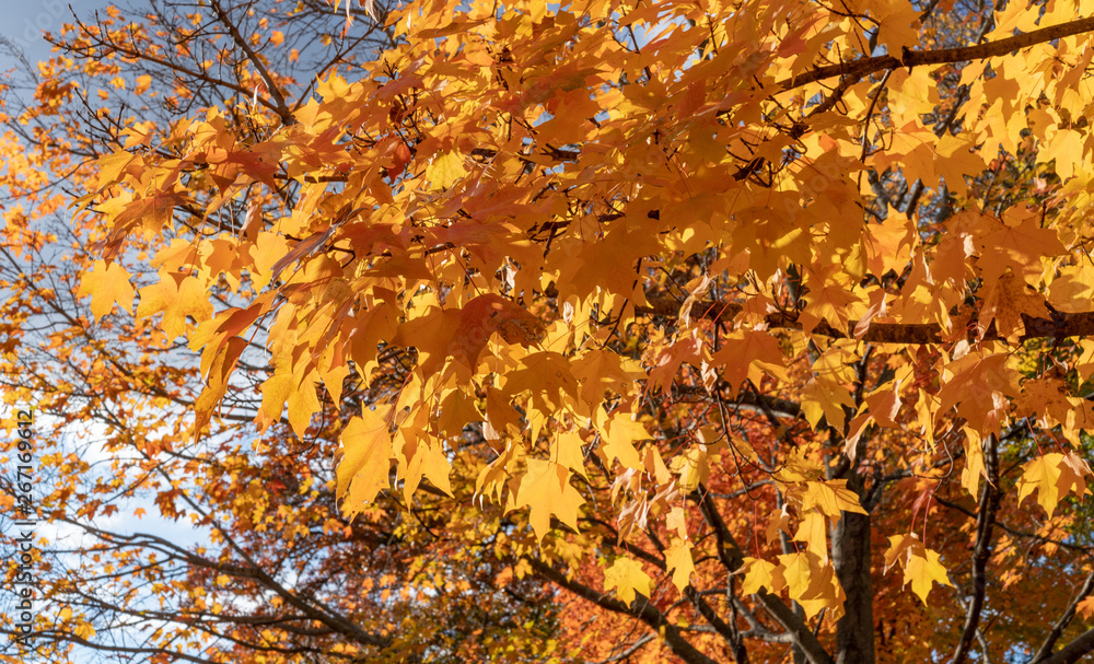 orange autumn leaves on tree orange autumn leaves on tree