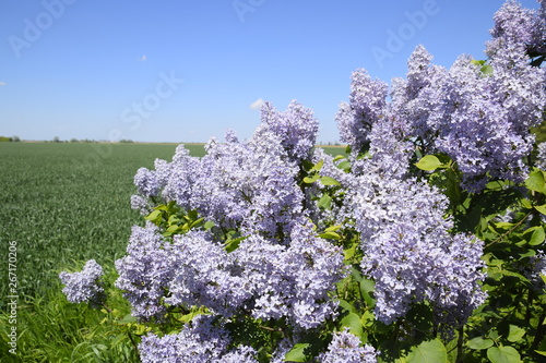 Flowers blooming lilac. Beautiful purple lilac flowers outdoors.