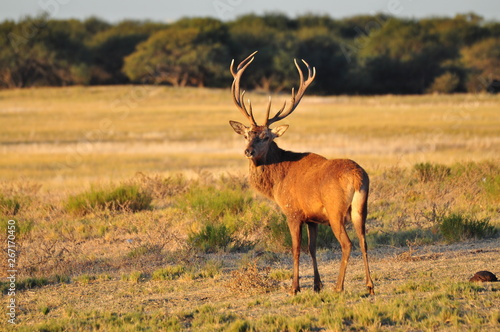 Ciervo colorado - Cervus elaphus 