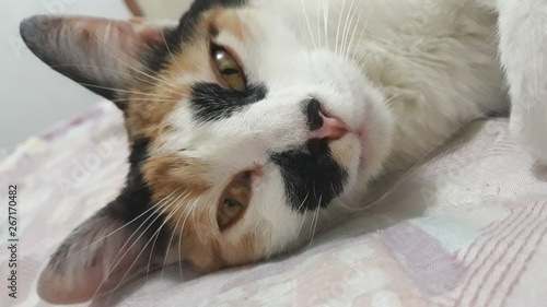 Bild auf Leinwand Gato doméstico
