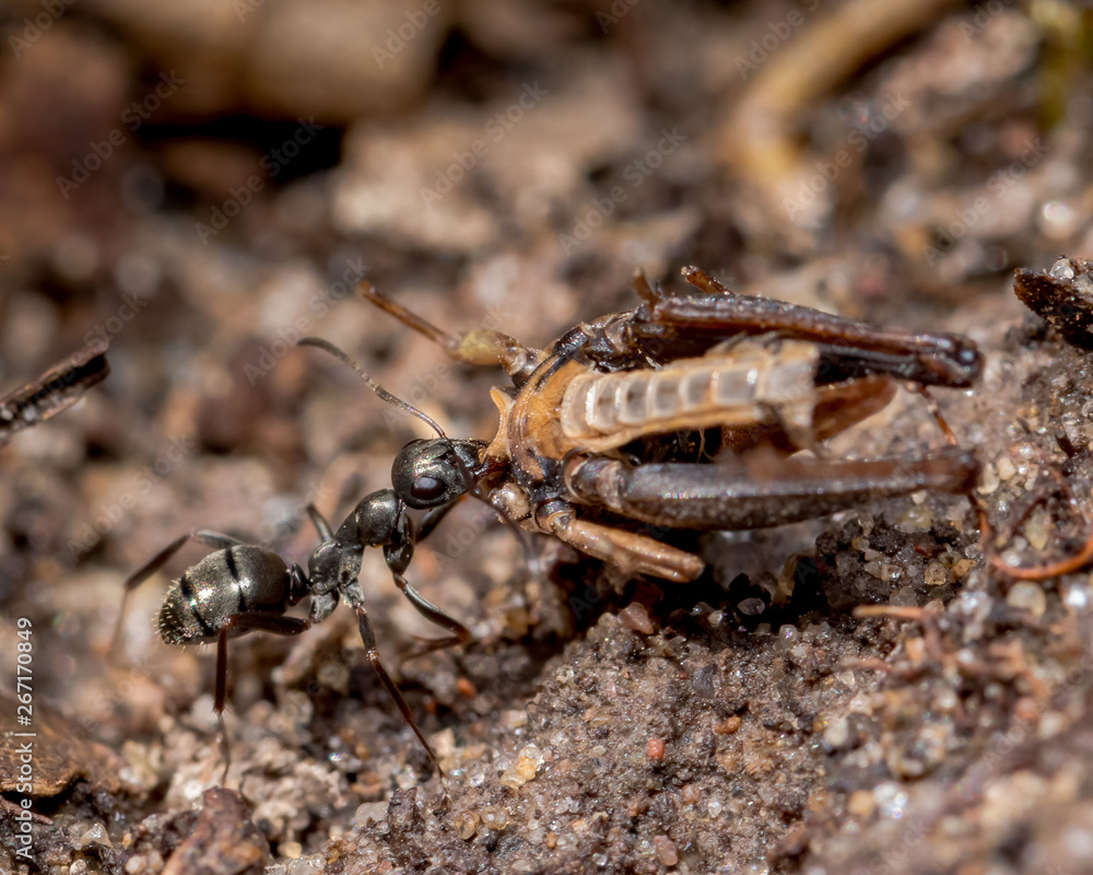 Black carpenter ant carrying a larger dead insect back to his colony Black carpenter ant carrying a larger dead insect back to his colony