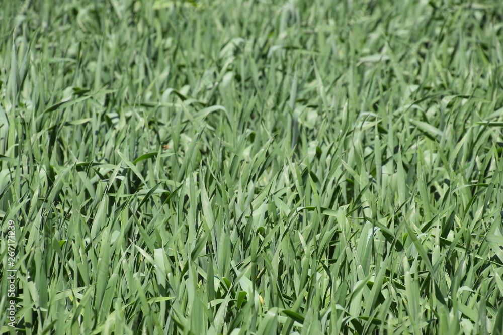 Fototapeta premium Young green wheat field