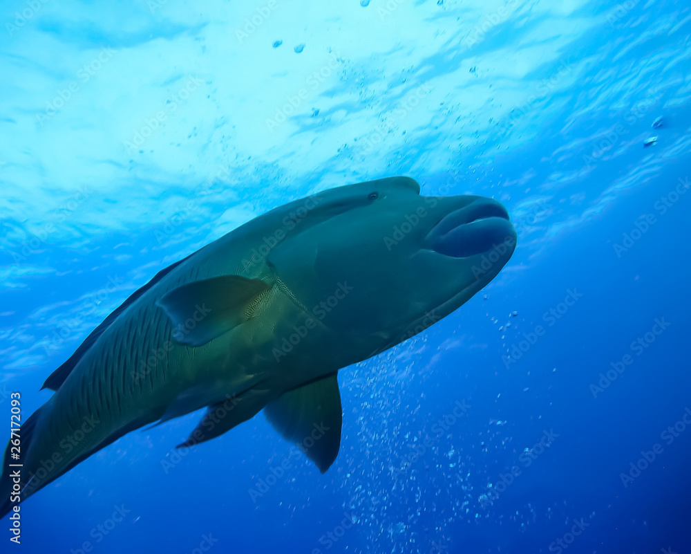Fototapeta premium Underwater world in deep water in coral reef and plants flowers flora in blue world marine wildlife, travel nature beauty exploration in diving trip, dive. Fish, corals and sea creatures, divers world