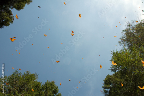 Monarch butterflies arriving at Michoacan, Mexico, after migrating from Canada.