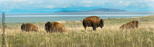Bison panorama Antelope Island